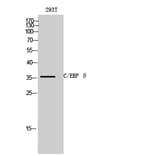 Western blot - C/EBP β Polyclonal Antibody from Signalway Antibody (40658) - Antibodies.com