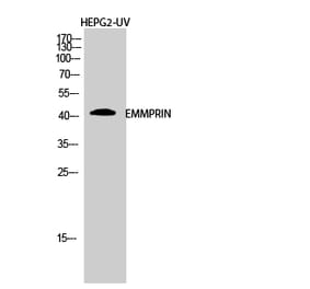 Western blot - EMMPRIN Polyclonal Antibody from Signalway Antibody (40879) - Antibodies.com