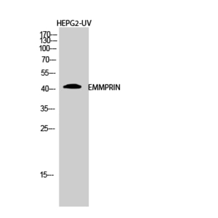 Western blot - EMMPRIN Polyclonal Antibody from Signalway Antibody (40879) - Antibodies.com