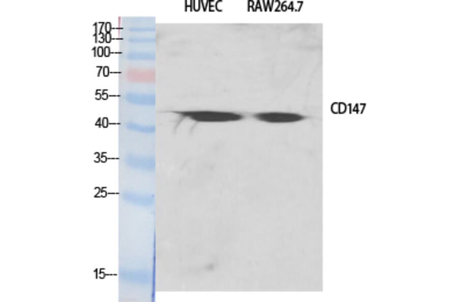Western blot - EMMPRIN Polyclonal Antibody from Signalway Antibody (40879) - Antibodies.com