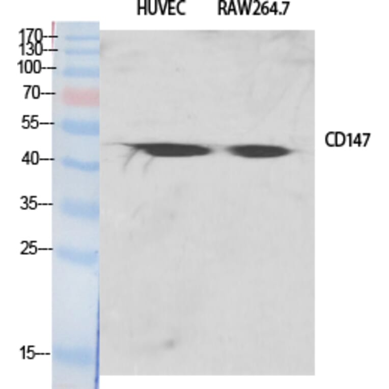 Western blot - EMMPRIN Polyclonal Antibody from Signalway Antibody (40879) - Antibodies.com