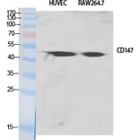 Western blot - EMMPRIN Polyclonal Antibody from Signalway Antibody (40879) - Antibodies.com