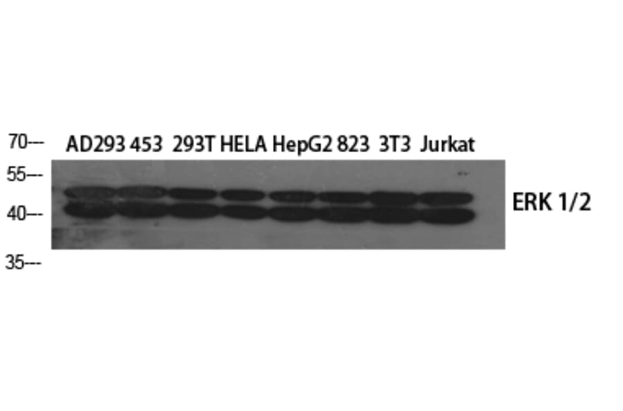 Western blot - ERK 1/2 Polyclonal Antibody from Signalway Antibody (40902) - Antibodies.com