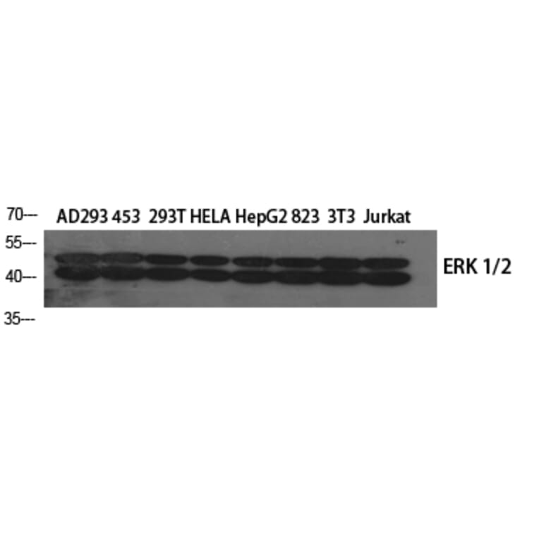 Western blot - ERK 1/2 Polyclonal Antibody from Signalway Antibody (40902) - Antibodies.com