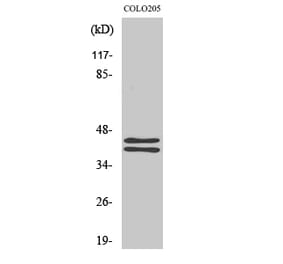 Western blot - ERK 1/2 Polyclonal Antibody from Signalway Antibody (40903) - Antibodies.com