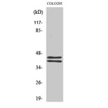 Western blot - ERK 1/2 Polyclonal Antibody from Signalway Antibody (40903) - Antibodies.com
