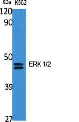Anti-ERK 1 / 2 Antibody (A35770) | Antibodies.com