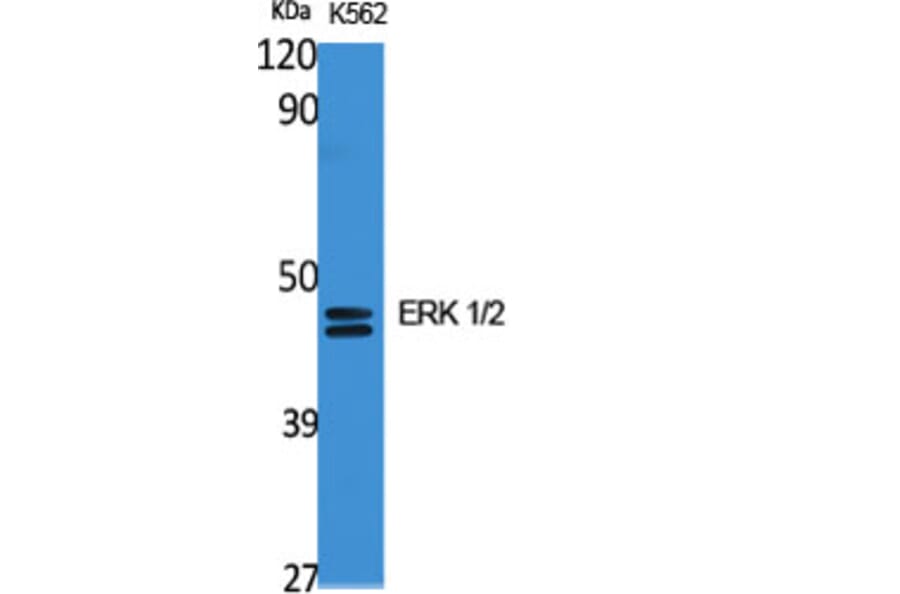 Western blot - ERK 1/2 Polyclonal Antibody from Signalway Antibody (40903) - Antibodies.com
