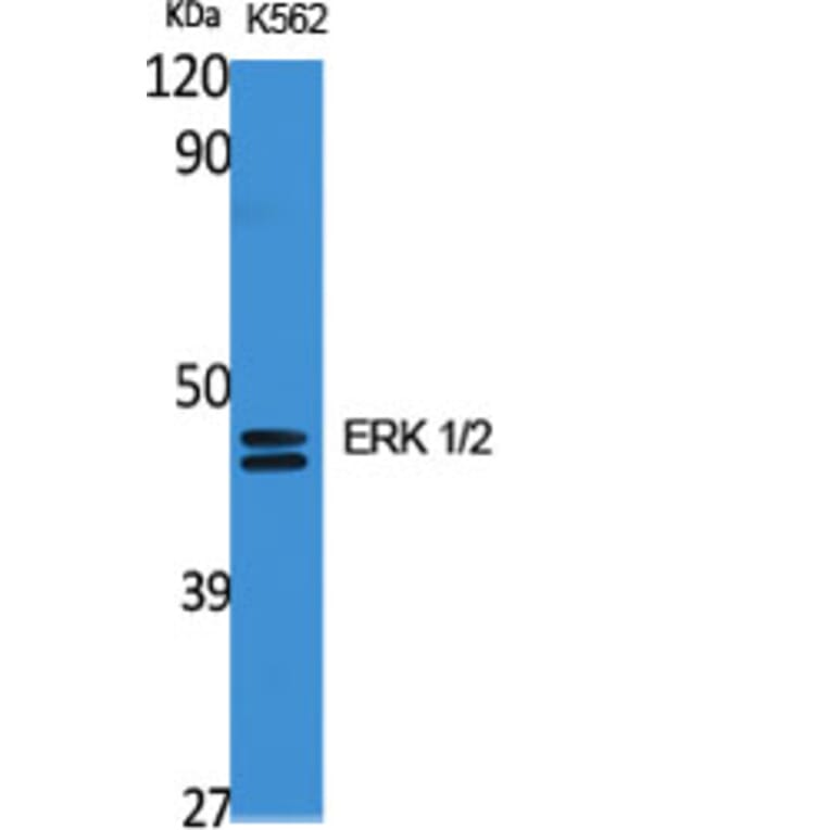Western blot - ERK 1/2 Polyclonal Antibody from Signalway Antibody (40903) - Antibodies.com