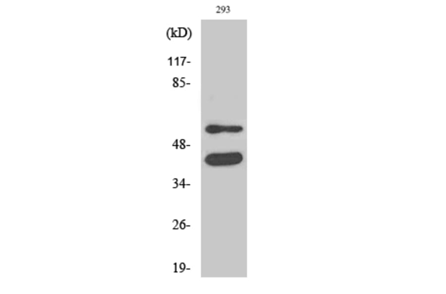 Western blot - GSK3α/β Polyclonal Antibody from Signalway Antibody (40988) - Antibodies.com