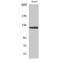 Western blot - HDAC5/9 Polyclonal Antibody from Signalway Antibody (40998) - Antibodies.com