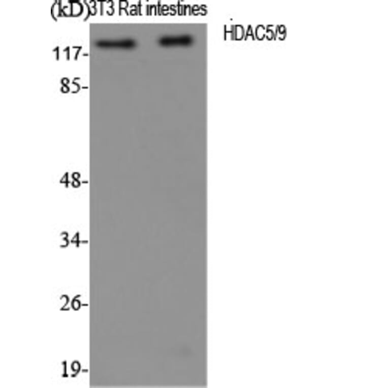 Western blot - HDAC5/9 Polyclonal Antibody from Signalway Antibody (40998) - Antibodies.com