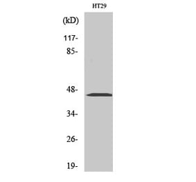 Western blot - MEK-1/2 Polyclonal Antibody from Signalway Antibody (41136) - Antibodies.com