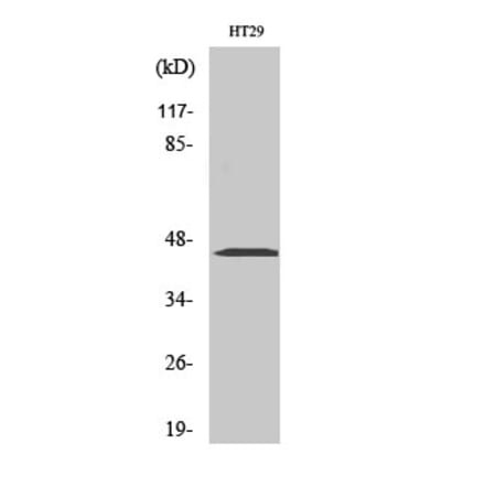Western blot - MEK-1/2 Polyclonal Antibody from Signalway Antibody (41136) - Antibodies.com