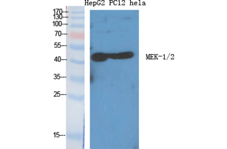 Western blot - MEK-1/2 Polyclonal Antibody from Signalway Antibody (41136) - Antibodies.com