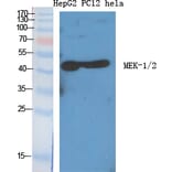 Western blot - MEK-1/2 Polyclonal Antibody from Signalway Antibody (41136) - Antibodies.com