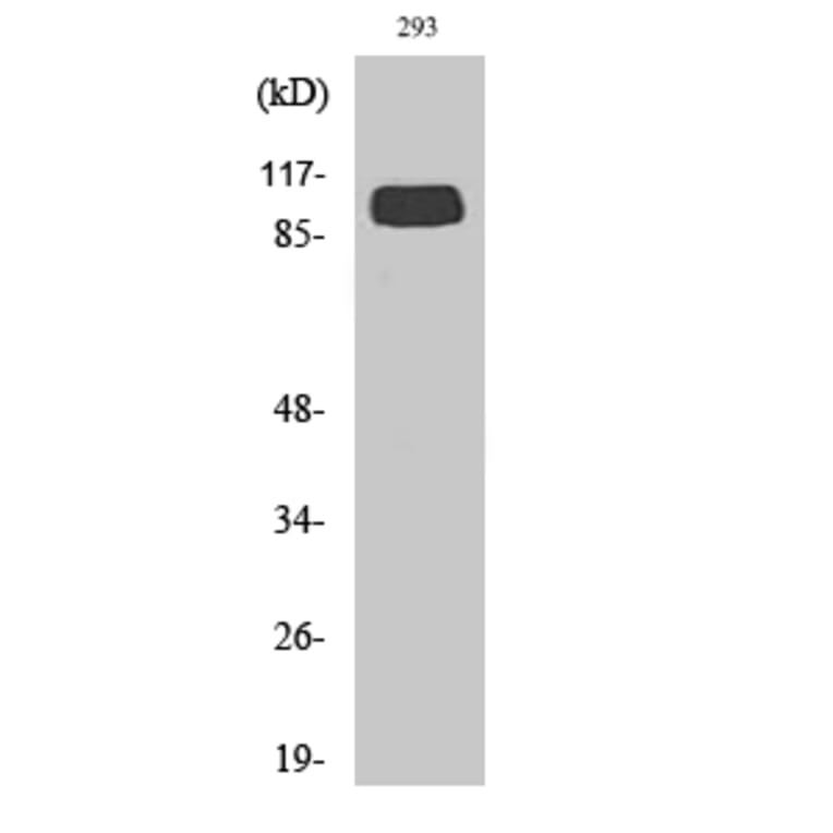 Western blot - mGluR-4 Polyclonal Antibody from Signalway Antibody (41142) - Antibodies.com