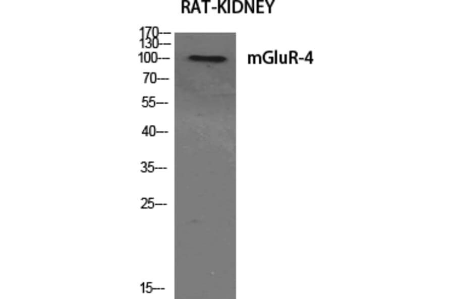 Western blot - mGluR-4 Polyclonal Antibody from Signalway Antibody (41142) - Antibodies.com