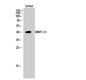 Western blot - MKP-1/2 Polyclonal Antibody from Signalway Antibody (41147) - Antibodies.com