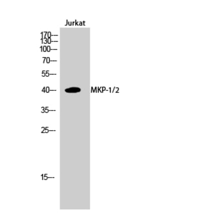 Western blot - MKP-1/2 Polyclonal Antibody from Signalway Antibody (41147) - Antibodies.com