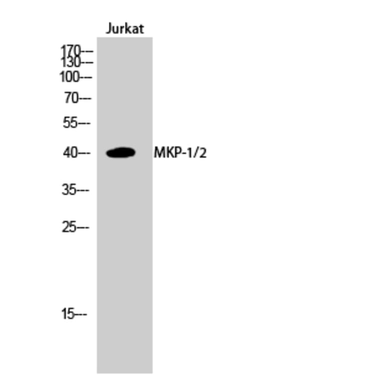 Western blot - MKP-1/2 Polyclonal Antibody from Signalway Antibody (41147) - Antibodies.com