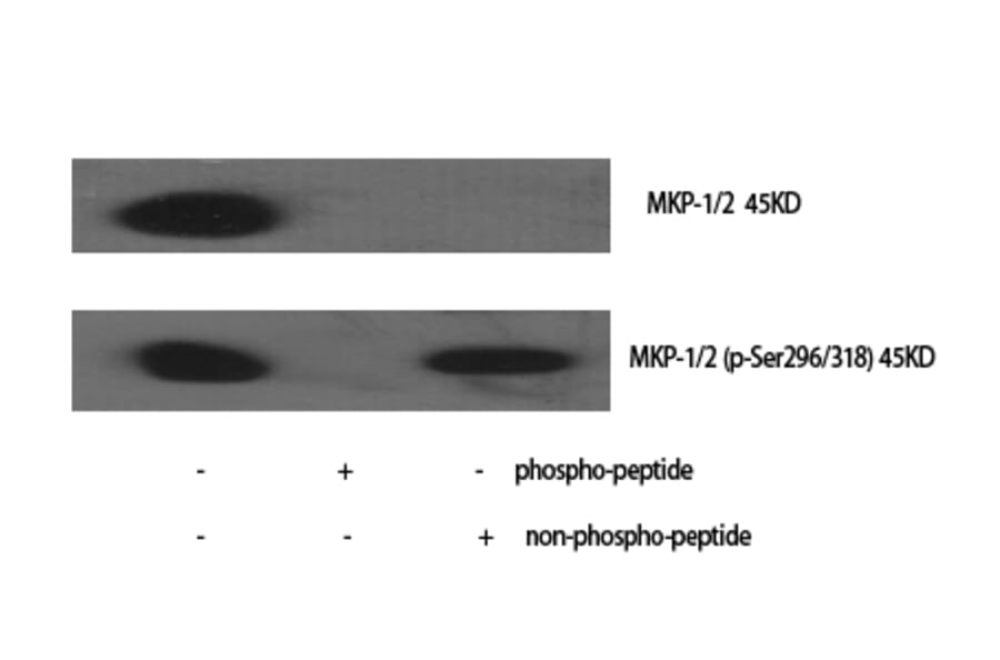 Western blot - MKP-1/2 Polyclonal Antibody from Signalway Antibody (41147) - Antibodies.com
