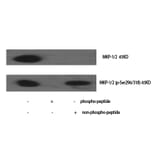 Western blot - MKP-1/2 Polyclonal Antibody from Signalway Antibody (41147) - Antibodies.com