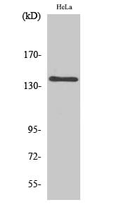 Western Blot analysis of RAW264.7 cells using MOV10L1 Polyclonal Antibody