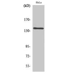 Western blot - MOV10L1 Polyclonal Antibody from Signalway Antibody (41163) - Antibodies.com