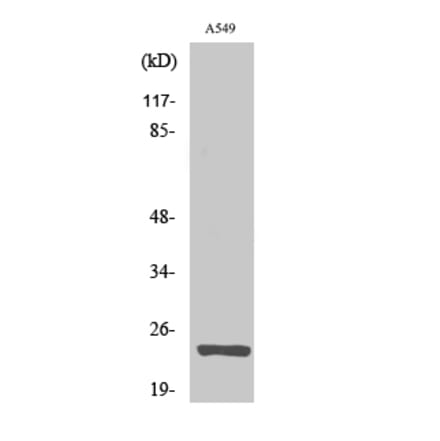 Western blot - MRP-L13 Polyclonal Antibody from Signalway Antibody (41169) - Antibodies.com
