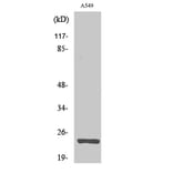 Western blot - MRP-L13 Polyclonal Antibody from Signalway Antibody (41169) - Antibodies.com