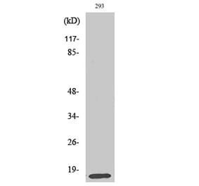 Western blot - MRP-L14 Polyclonal Antibody from Signalway Antibody (41170) - Antibodies.com