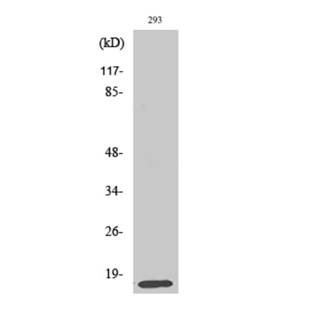 Western blot - MRP-L14 Polyclonal Antibody from Signalway Antibody (41170) - Antibodies.com