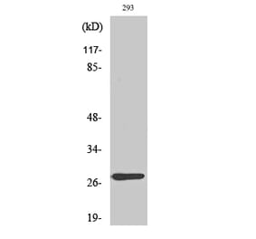 Western blot - MRP-L16 Polyclonal Antibody from Signalway Antibody (41171) - Antibodies.com