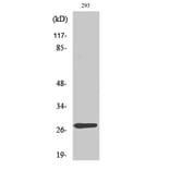 Western blot - MRP-L16 Polyclonal Antibody from Signalway Antibody (41171) - Antibodies.com