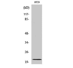 Western blot - MRP-L18 Polyclonal Antibody from Signalway Antibody (41172) - Antibodies.com