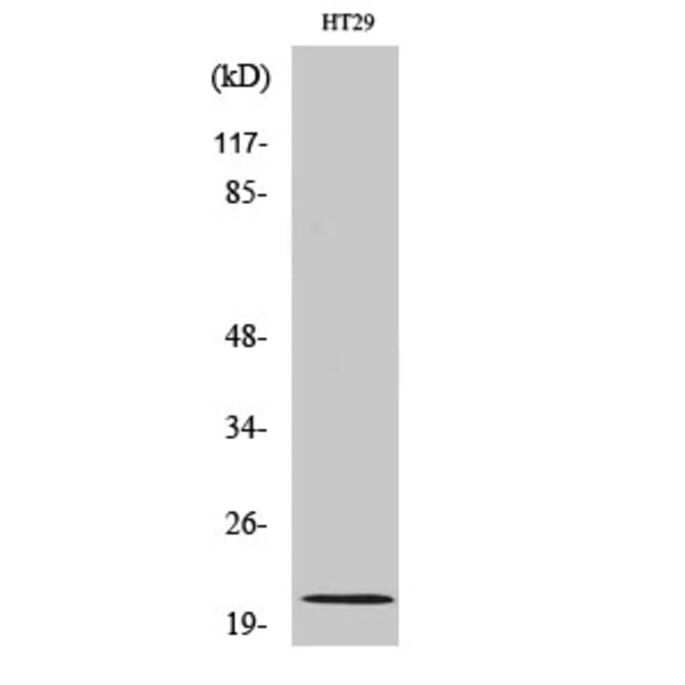 Western blot - MRP-L18 Polyclonal Antibody from Signalway Antibody (41172) - Antibodies.com