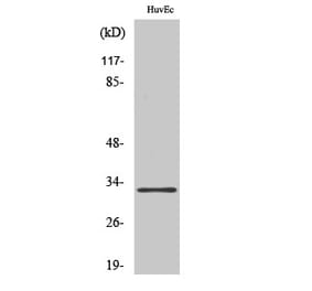 Western blot - MRP-L24 Polyclonal Antibody from Signalway Antibody (41174) - Antibodies.com