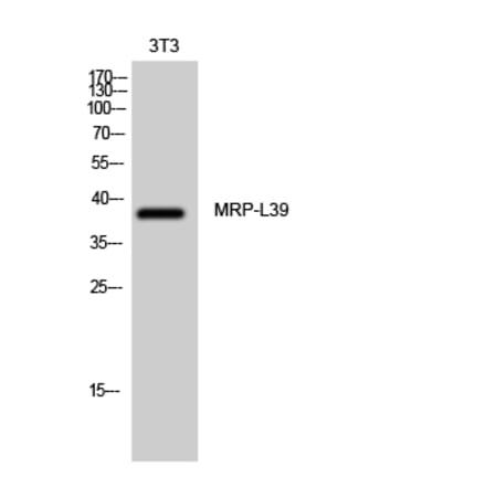 Western blot - MRP-L39 Polyclonal Antibody from Signalway Antibody (41175) - Antibodies.com