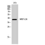 Western blot - MRP-L39 Polyclonal Antibody from Signalway Antibody (41175) - Antibodies.com