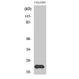 Western blot - MRP-L40 Polyclonal Antibody from Signalway Antibody (41176) - Antibodies.com