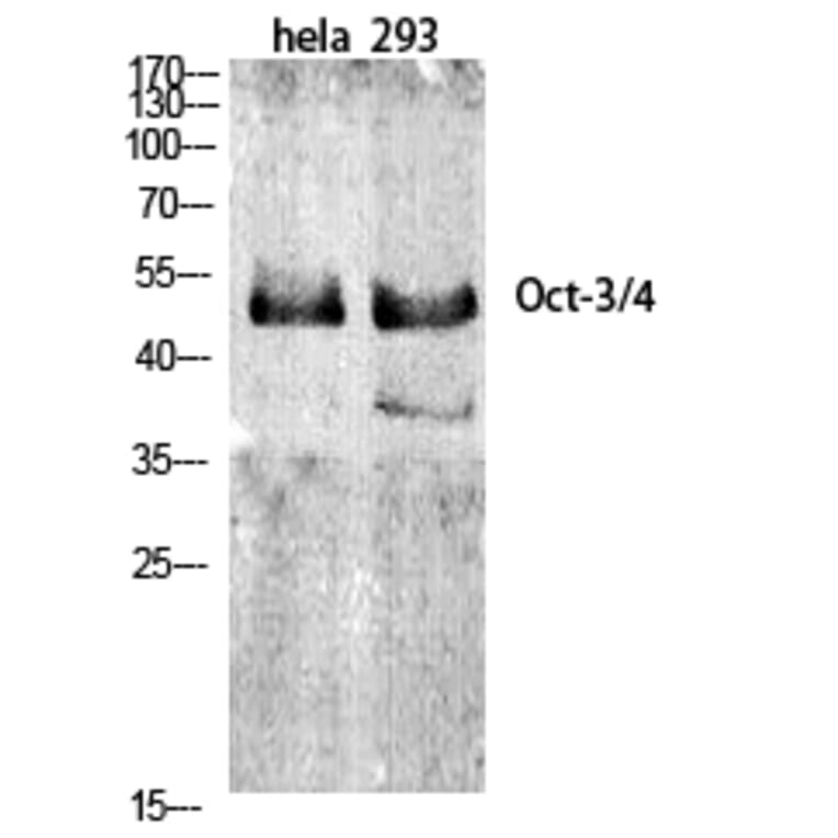 Western blot - Oct-3/4 Polyclonal Antibody from Signalway Antibody (41262) - Antibodies.com