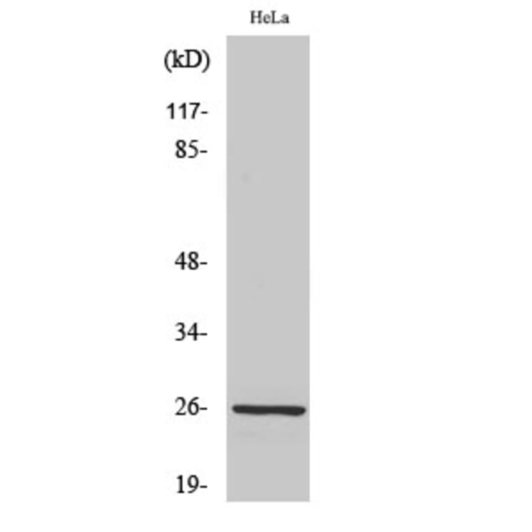 Western blot - PRX III Polyclonal Antibody from Signalway Antibody (41363) - Antibodies.com