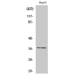 Western blot - Rag A/B Polyclonal Antibody from Signalway Antibody (41386) - Antibodies.com