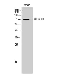Western blot - RHOBTB3 Polyclonal Antibody from Signalway Antibody (41398) - Antibodies.com