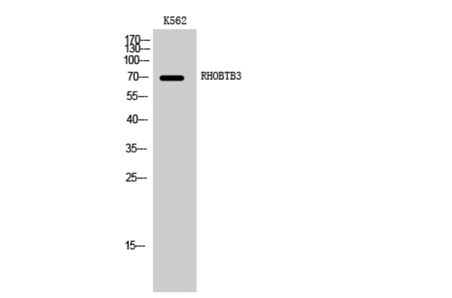 Western blot - RHOBTB3 Polyclonal Antibody from Signalway Antibody (41398) - Antibodies.com