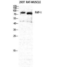 Western blot - Seprase Polyclonal Antibody from Signalway Antibody (41425) - Antibodies.com