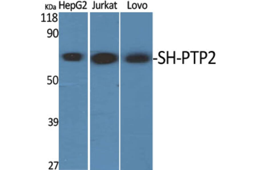 Western blot - SH-PTP2 Polyclonal Antibody from Signalway Antibody (41431) - Antibodies.com