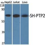 Western blot - SH-PTP2 Polyclonal Antibody from Signalway Antibody (41431) - Antibodies.com
