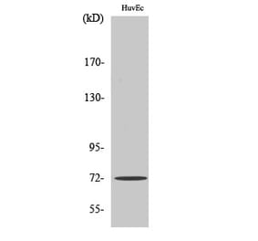 Western blot - SH-PTP2 Polyclonal Antibody from Signalway Antibody (41432) - Antibodies.com